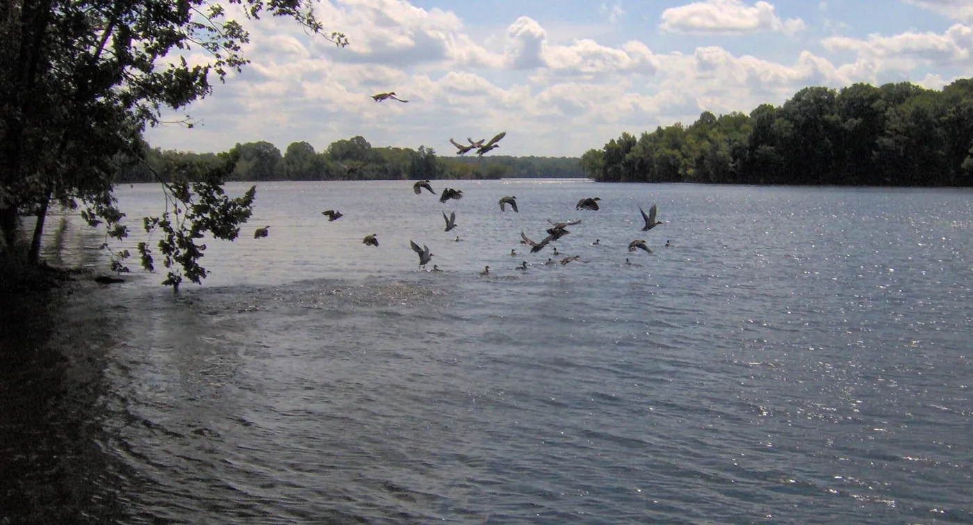Geese lifting off a wide lake framed by trees and a leaning branch, under a blue sky with clouds