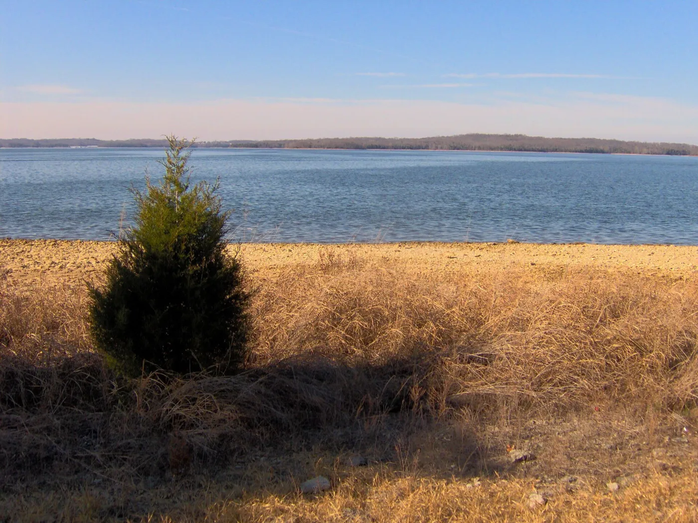 A wide blue lake behind a dry grassy shoreline and a small cedar tree, with a long wooded far shore